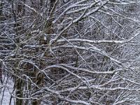 Am winterlichen Waldrand